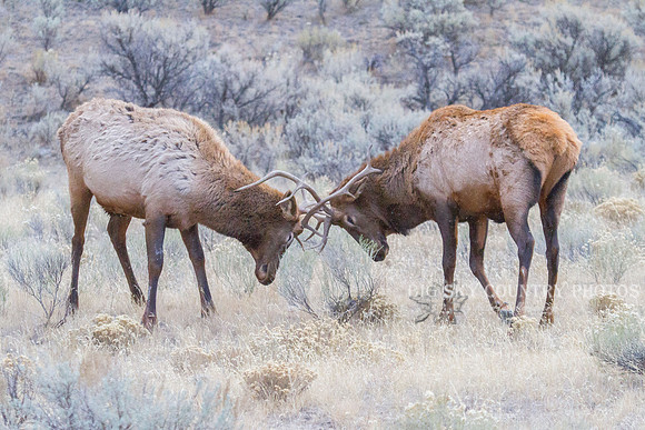 pair of young bull elk sparring