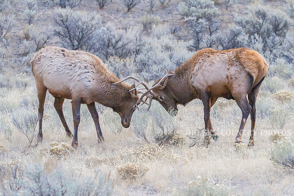 pair of young bull elk sparring