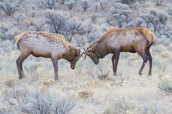 pair of young bull elk sparring