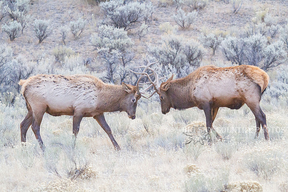pair of young bull elk sparring