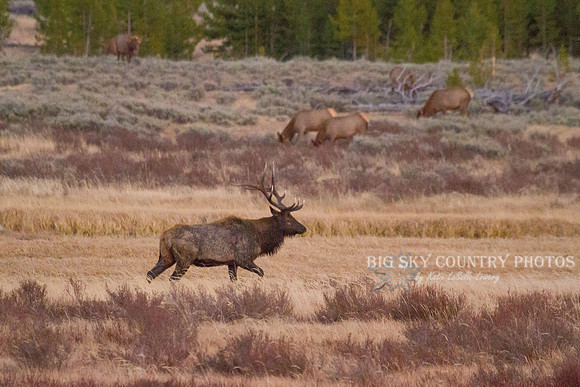 A bull elk patrols his harem at the Swan Lake Flats