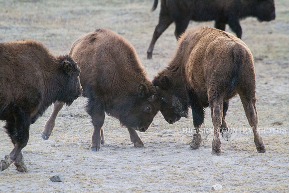 pair of juvenile bull bison sparring