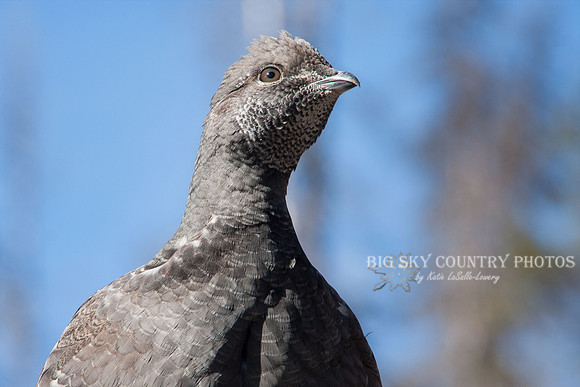 Ruffed grouse against blue sky