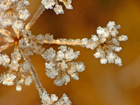 Frosted