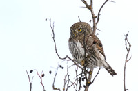 Northern pygmy-owl and Juvenile Bald Eagle, January 26, 2019