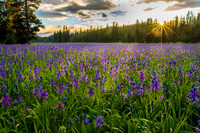 Packer Meadows Camas Bloom 2020