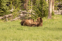 Yellowstone June 12-14, 2020