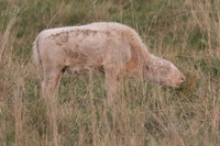 Faith The White Bison