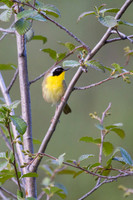 Common Yellowthroat -2