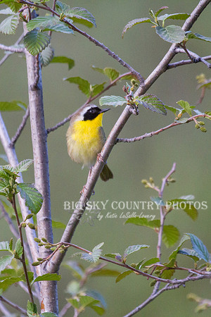 Common Yellowthroat -2