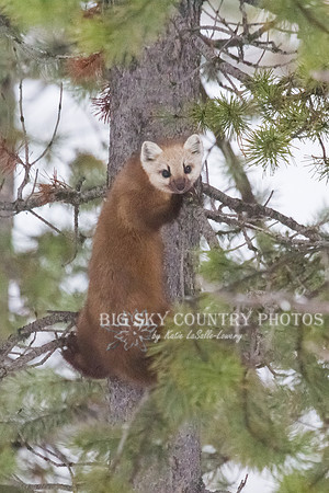 Lucky Strike - Pine Marten 9