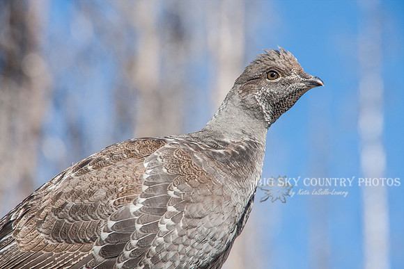 Ruffed Grouse Hitchhiker