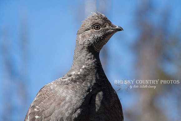 Ruffed Grouse Hitchhiker 3