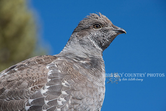 Ruffed Grouse Hitchhiker 4