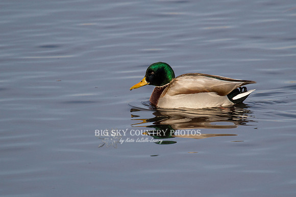 Mallard in the Sun