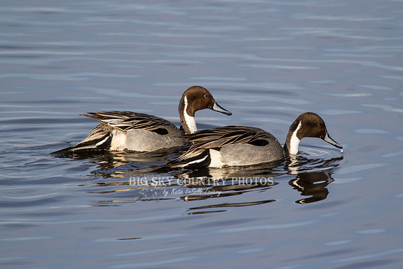 Northern Pintails - tail down