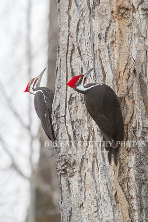 Pileated Woodpecker Dance