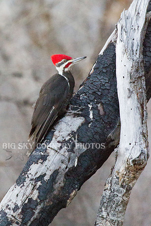 Pileated Woodpecker on Burned Trunk 2