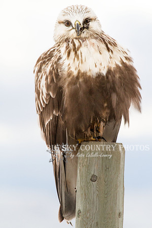 Rough-legged Hawk
