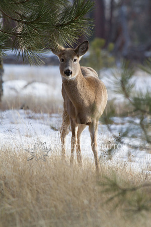 A white tail doe deer peeks warily through the trees