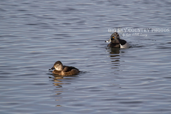 Ring-necked Ducks (female & male)