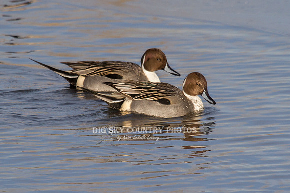 Northern Pintails - tail up