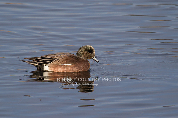 American wigeon - male - winter