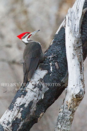 Pileated Woodpecker on Burned Trunk