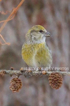 yellow female red crossbill bird