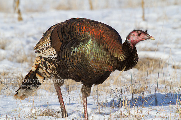 Turkey Rainbow 3