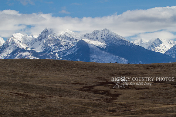 bison on a foothill ridge with the Mission Mountains in the background