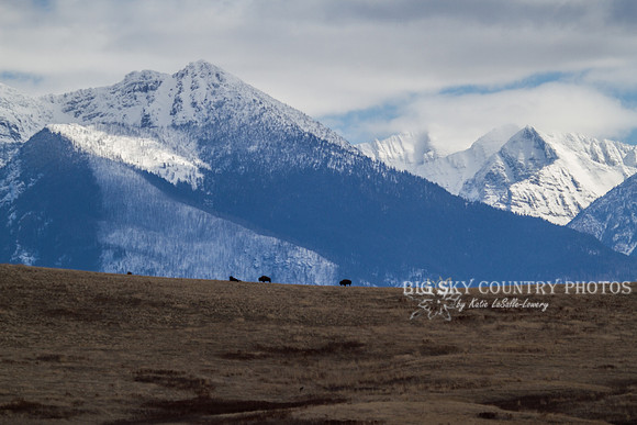bison on a foothill ridge with the Mission Mountains in the background