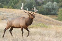 bull ellk