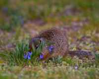 Uinta ground squirrel eating bluebell wild flowers