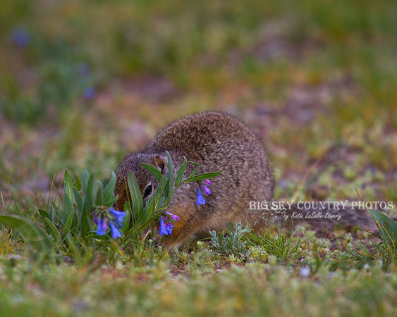 Uinta ground squirrel eating bluebell wild flowers