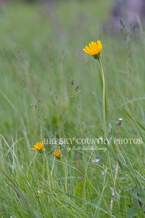 Little Sunflower - NBR - '12