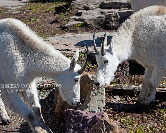 billy mountain goats facing off