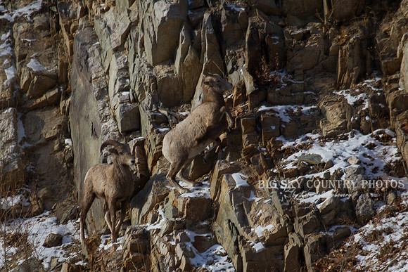 Bonner Bighorn Herd December 2014 -1