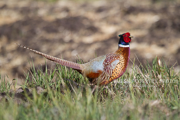 What A Dandy!