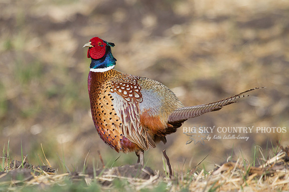 What A Dandy! 2