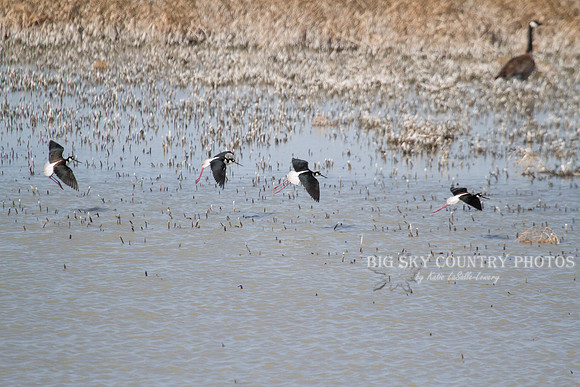 Four black-necked stilts parading four different flight postures