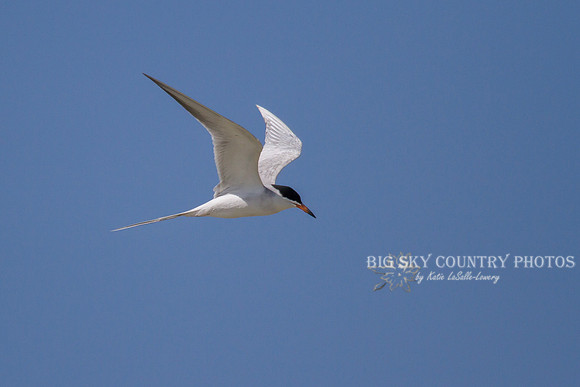 A Forster's tern in flight