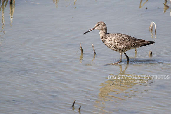 Willet