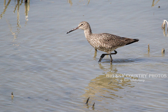 Willet 2