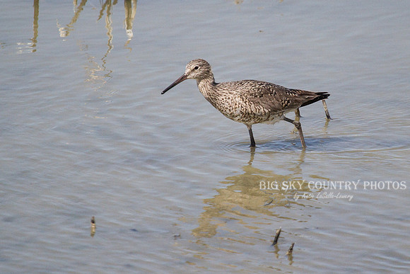 Willet 3