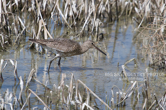 Willet 4