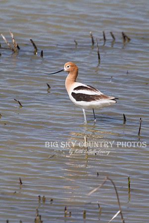 Lovely Lady Avocet