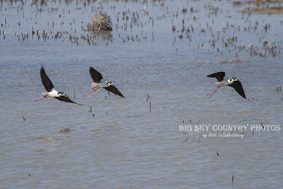 three black-necked stilts coming in for a landing