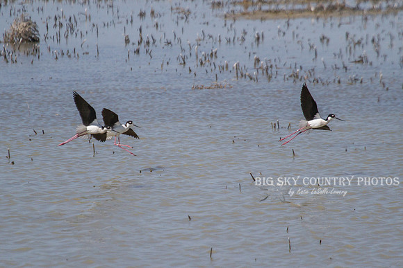 three black-necked stilts coming in for a landing