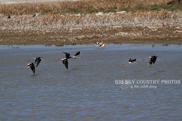 8 black-necked stilts arrive to join several others of their species as well as a couple American avocets